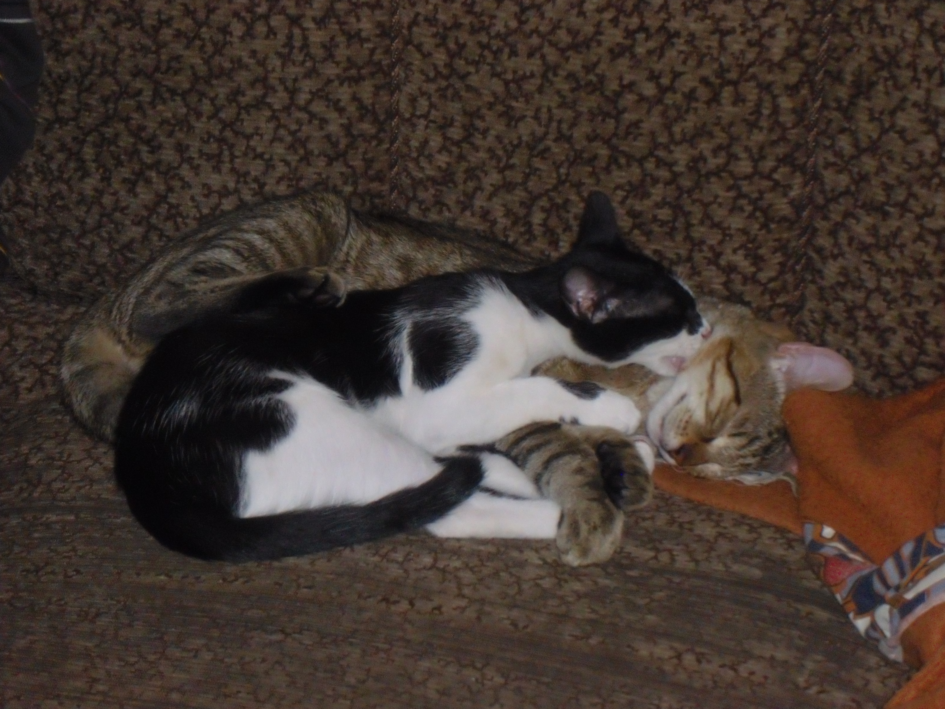 Kuscheln